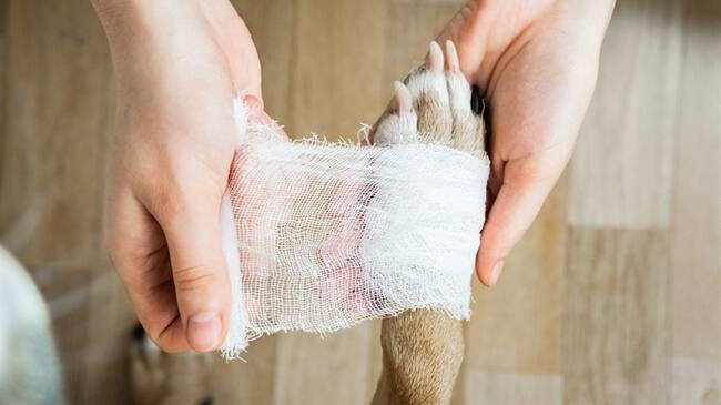 ¿Usted qué opina sobre el maltrato animal?. Foto: Getty Images