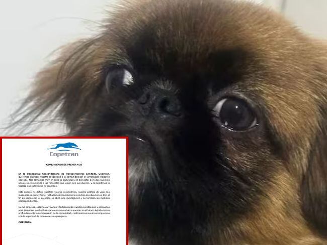 Copetran responde sobre perro que murió tras viajar en la bodega de uno de sus buses hacia Medellín