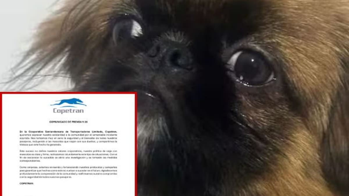 Copetran responde sobre perro que murió tras viajar en la bodega de uno de sus buses hacia Medellín