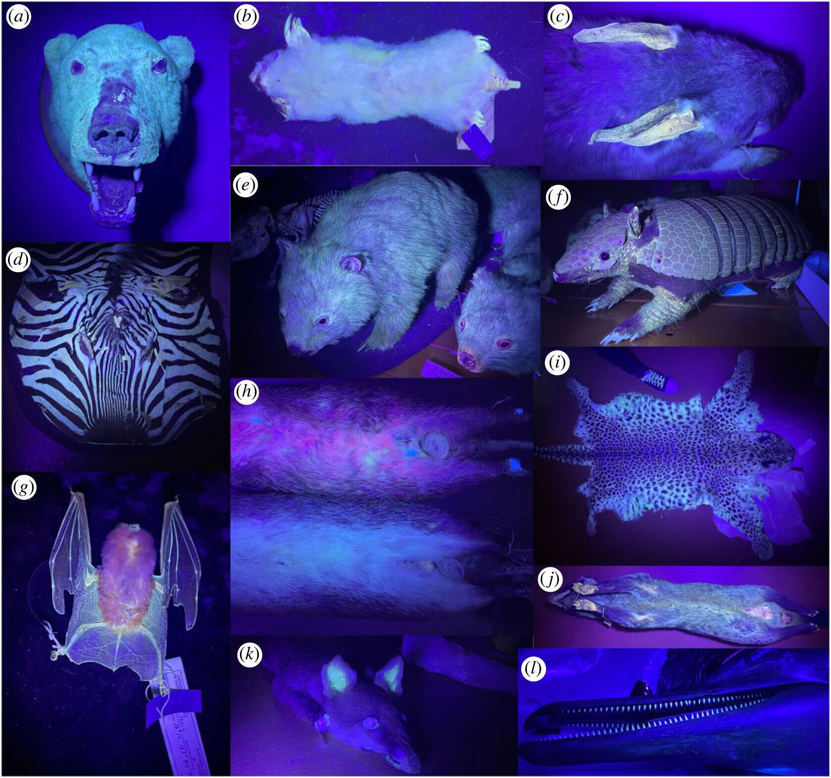 Investigación de fluorescencia en mamíferos. Foto: Travouillon et al., Royal Society Open Science, 2023