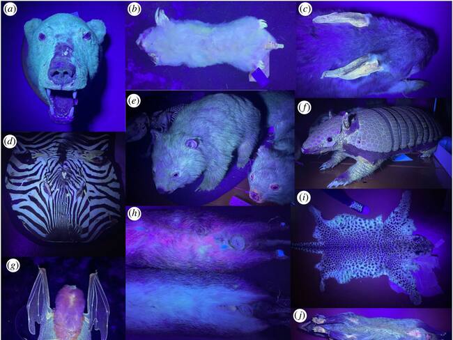 Investigación de fluorescencia en mamíferos. Foto: Travouillon et al., Royal Society Open Science, 2023