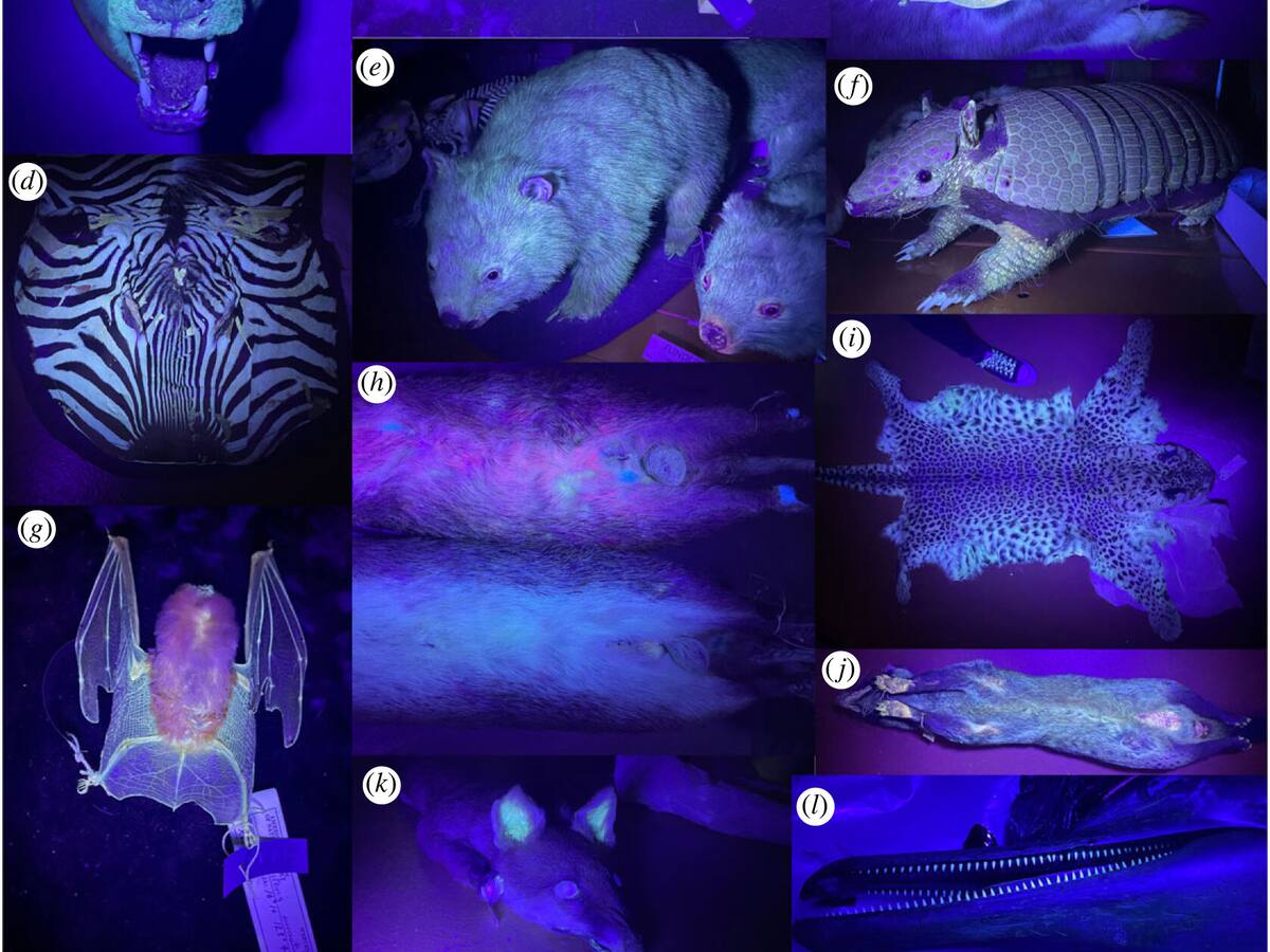Animales luminosos: científicos descubren que 125 especies de mamíferos son fluorescentes