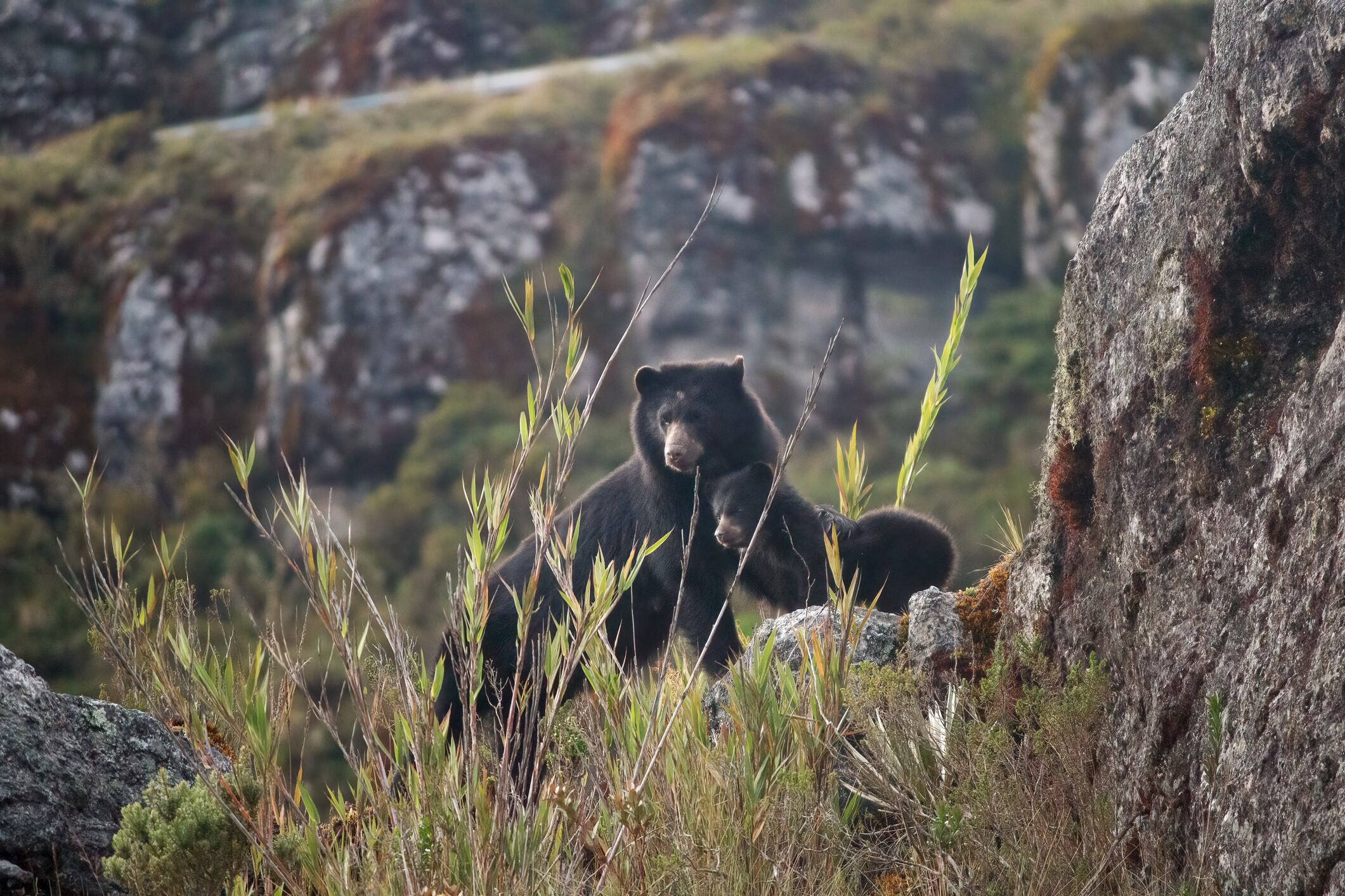 Parque Nacional Natural Chingaza. Foto: Getty Images