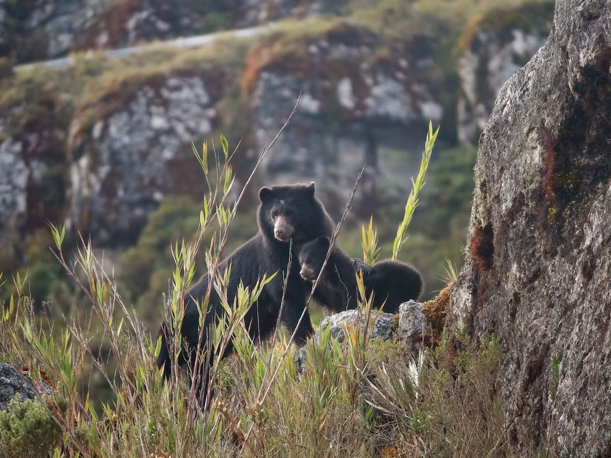 A proteger la fauna silvestre piden a conductores en vía Yopal – Villavicencio