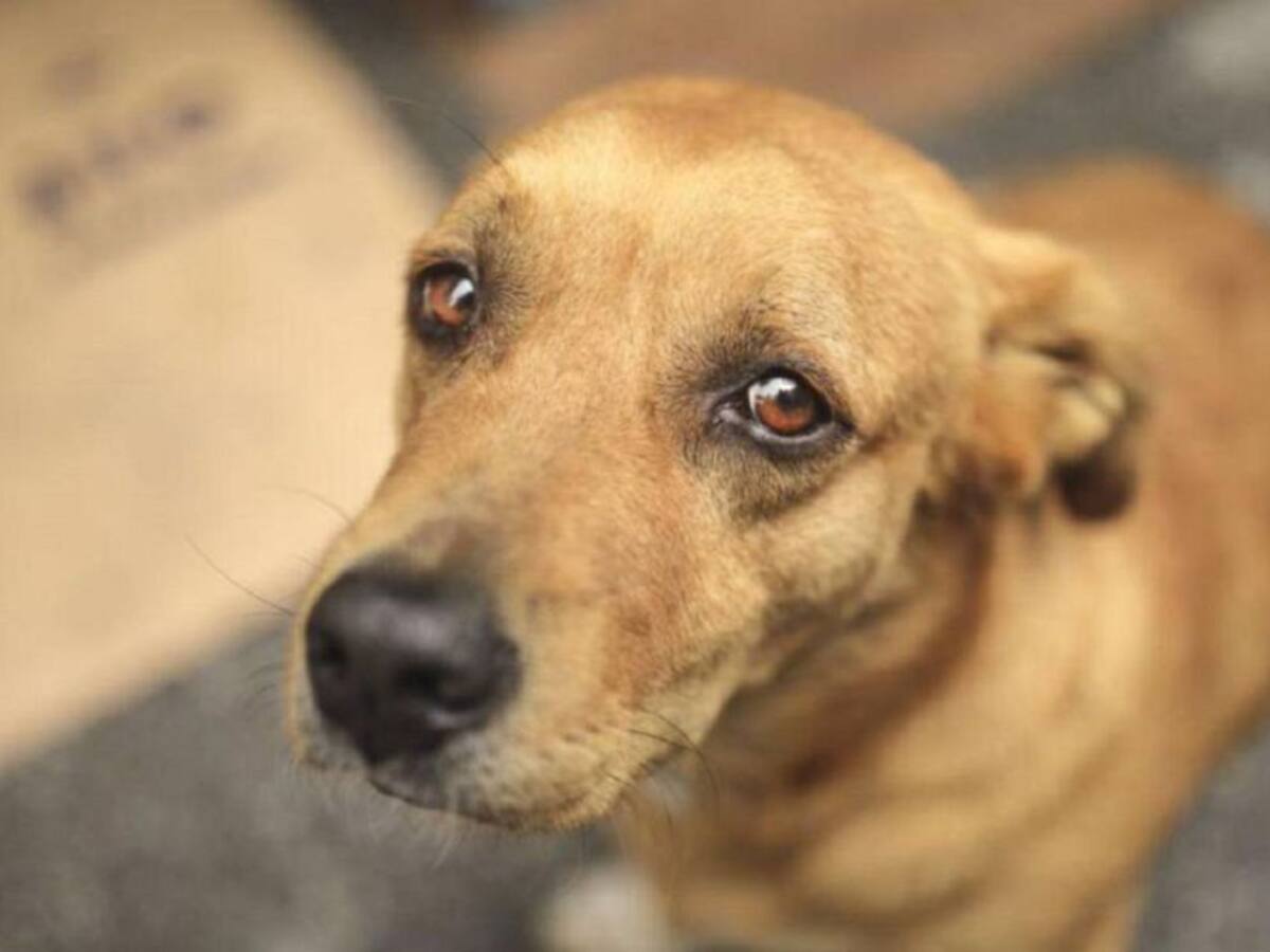 Los retos para la protección de los animales en Barranquilla