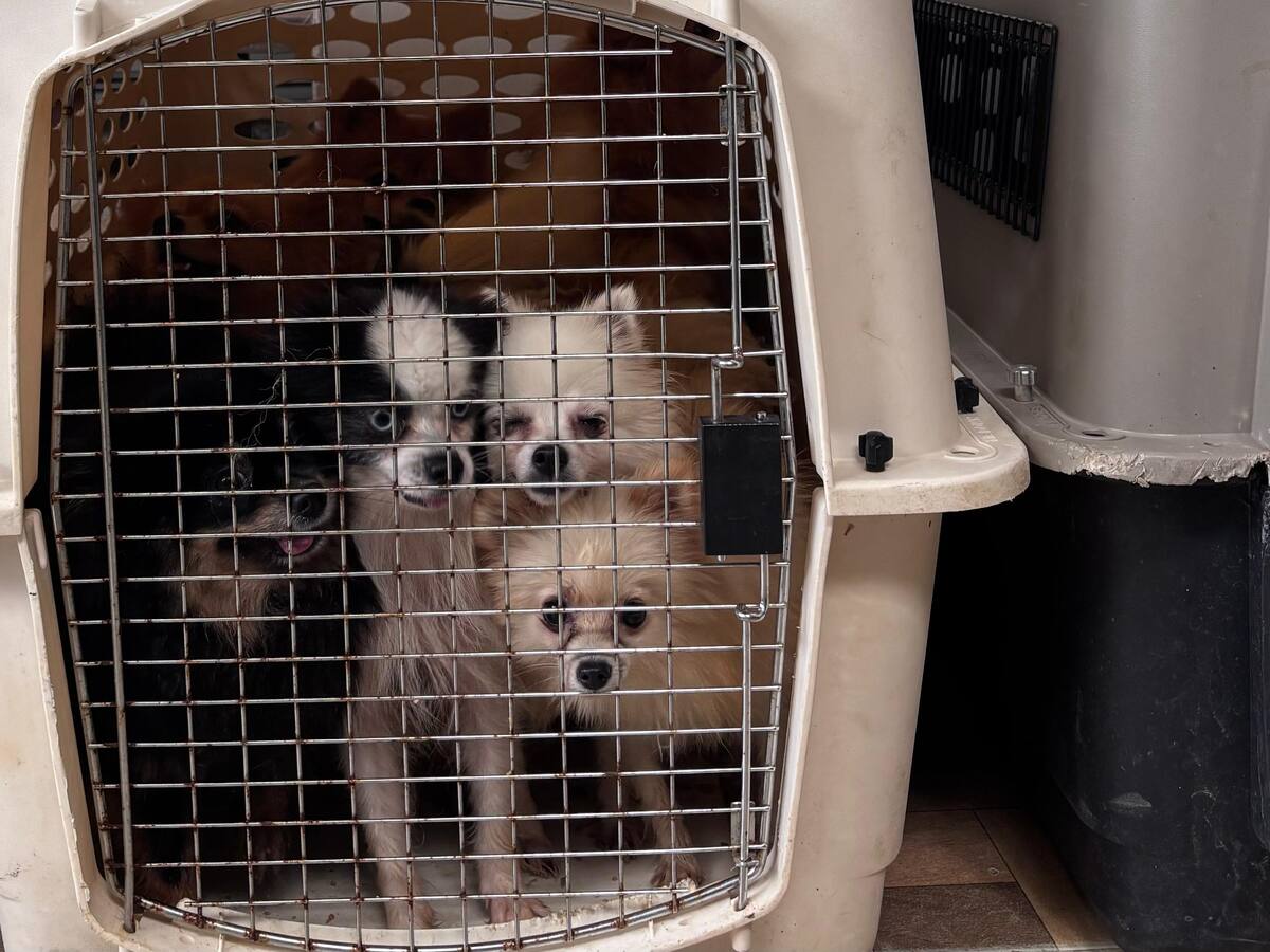 Perros fueron rescatados de un criadero clandestino en Bucaramanga