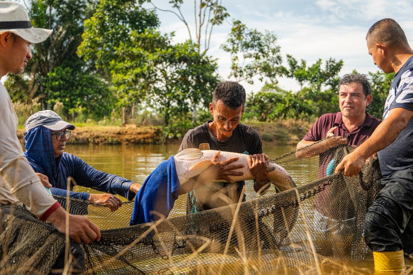 Foto: Proyecto de producción de Pirarucú y Cachama en Villagarzón, Putumayo. Cortesía Fondo Colombia en paz