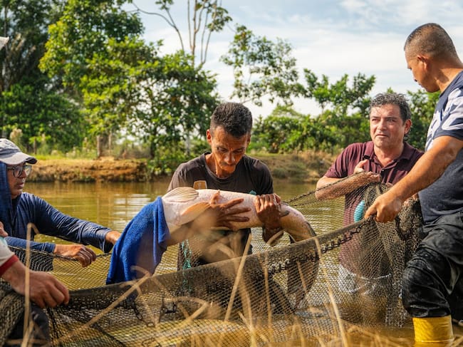 Foto: Proyecto de producción de Pirarucú y Cachama en Villagarzón, Putumayo. Cortesía Fondo Colombia en paz