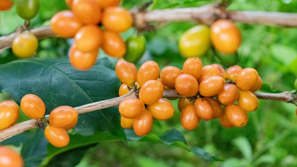 Mujeres huilenses impulsan la excelencia del café de especialidad