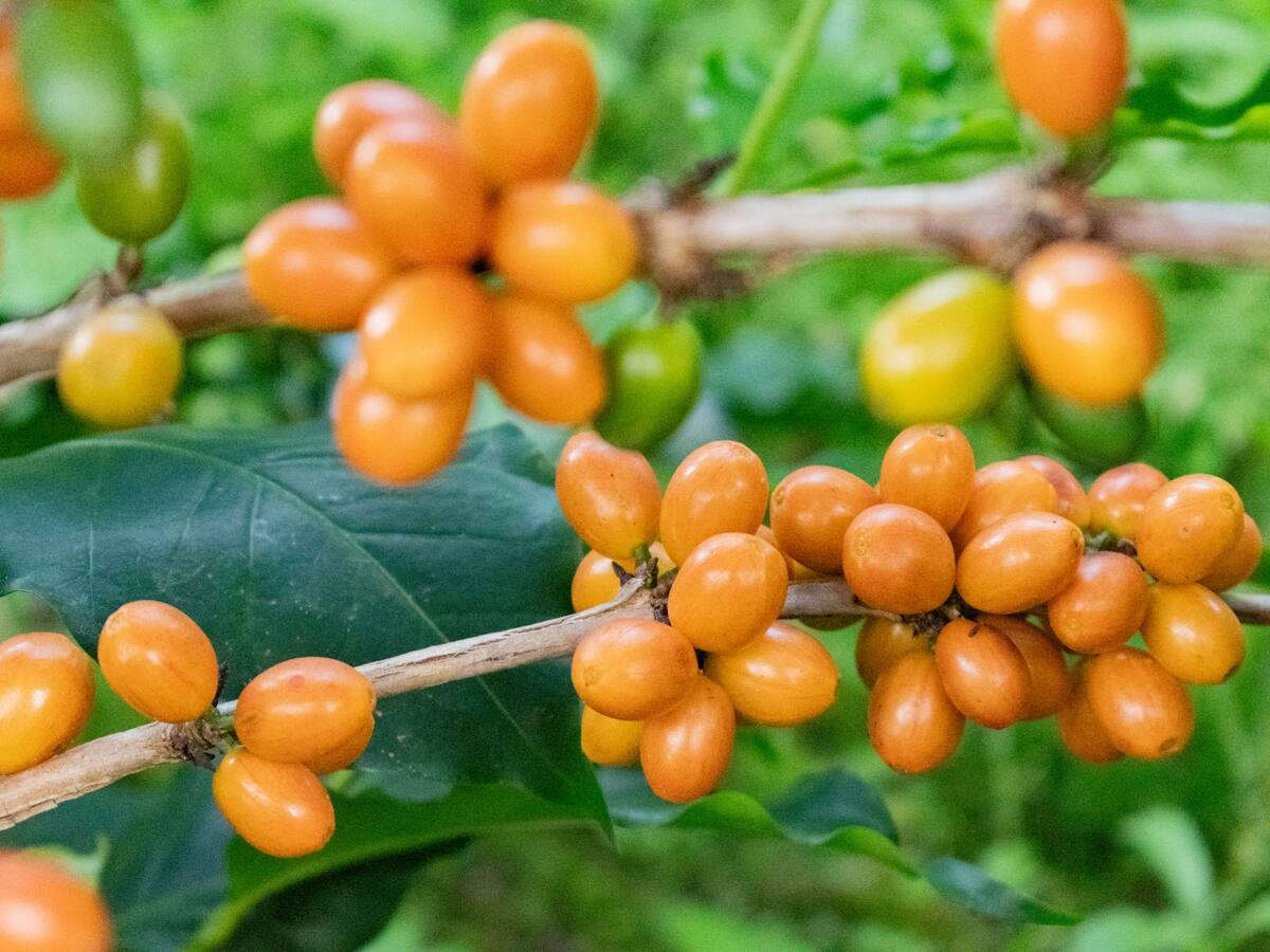 Mujeres huilenses impulsan la excelencia del café de especialidad