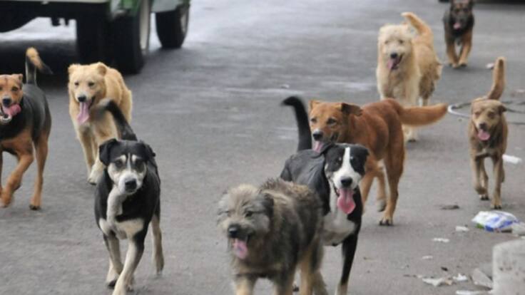 Se hundió proyecto de acuerdo para la protección animal