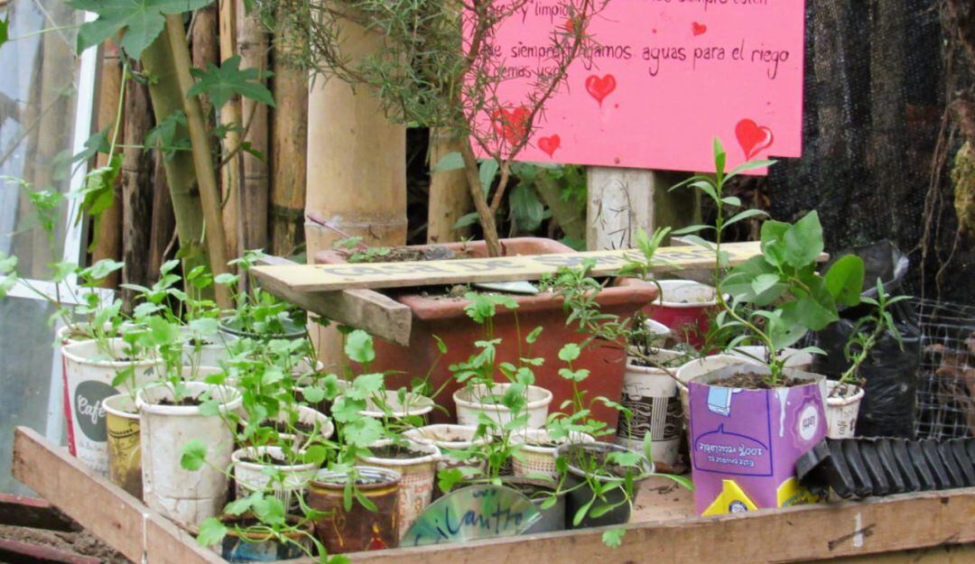Programa de siembra de alimentos en Caldas