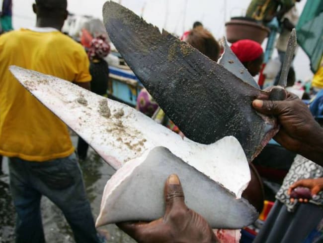 Tribunal suspende parte de resolución que autoriza caza de tiburón
