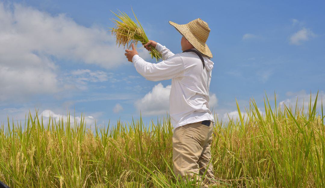 Producción de arroz en Colombia.