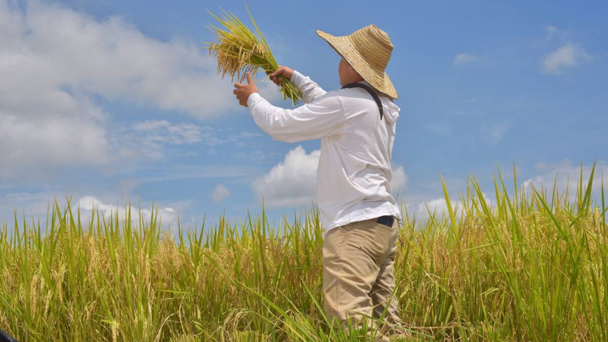 Fedearroz convoca a capacitación para ingenieros agrónomos