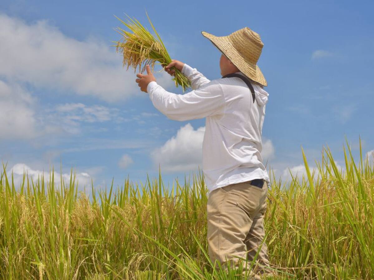 Fedearroz convoca a capacitación para ingenieros agrónomos