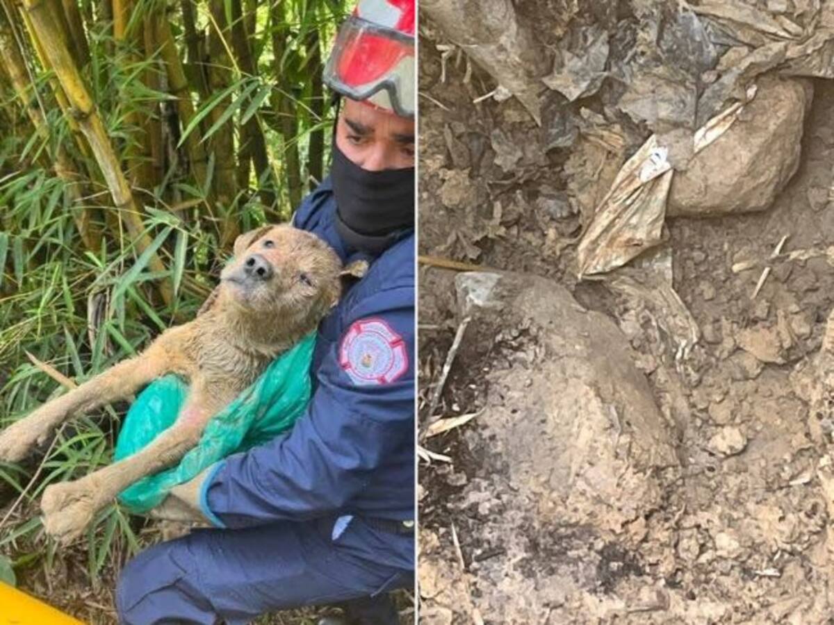 ¡Indignante! En Santander enterraron a un perro vivo y lo hallaron mientras aullaba del desespero