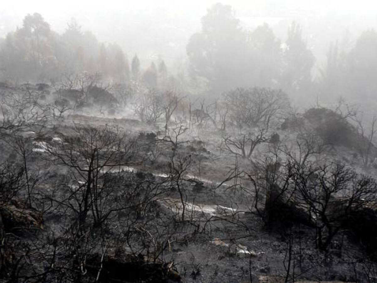 Acciones urgentes contra la deforestación en Amazonía pide la Procuraduría