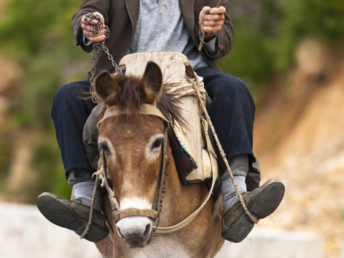 La historia del colombiano que cruza el continente a lomo de mula