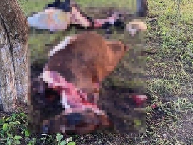 Policía investiga robo de ganado de Beto Zabaleta en el Atlántico