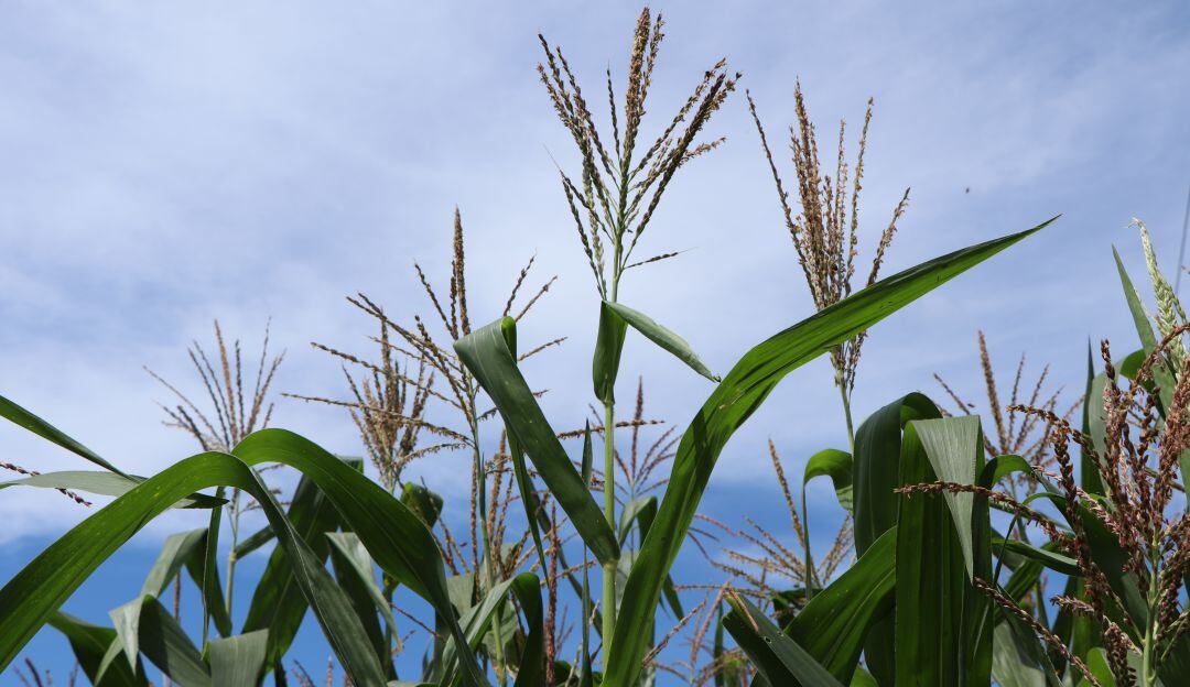 Cultivos de maíz