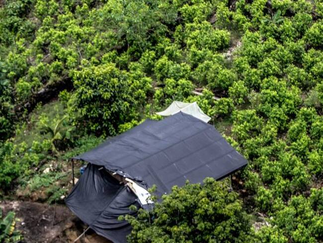 Aumenta cultivo de coca en el Caribe financiado por carteles de México