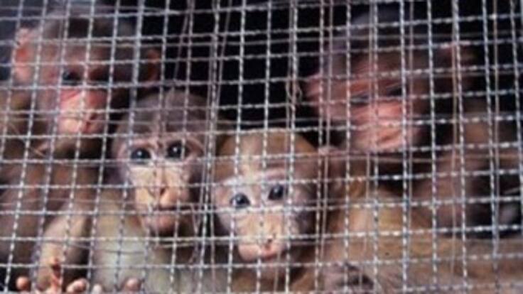 Crimenes ambientales, entre lo más lucrativos en Colombia y el mundo