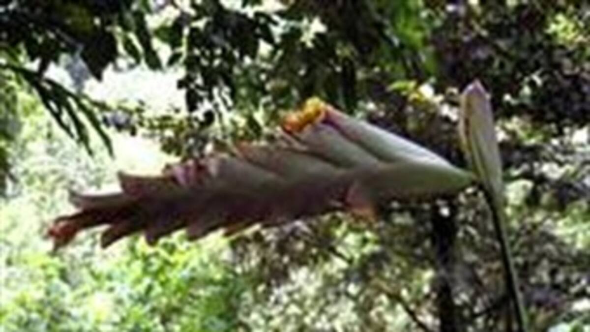 Colombia con nueva especie de planta