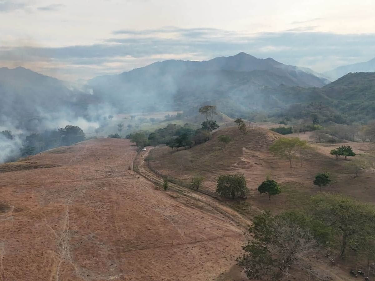 Incendios forestales en el Tolima dejan sin alimento a más de 150.000 cabezas de ganado