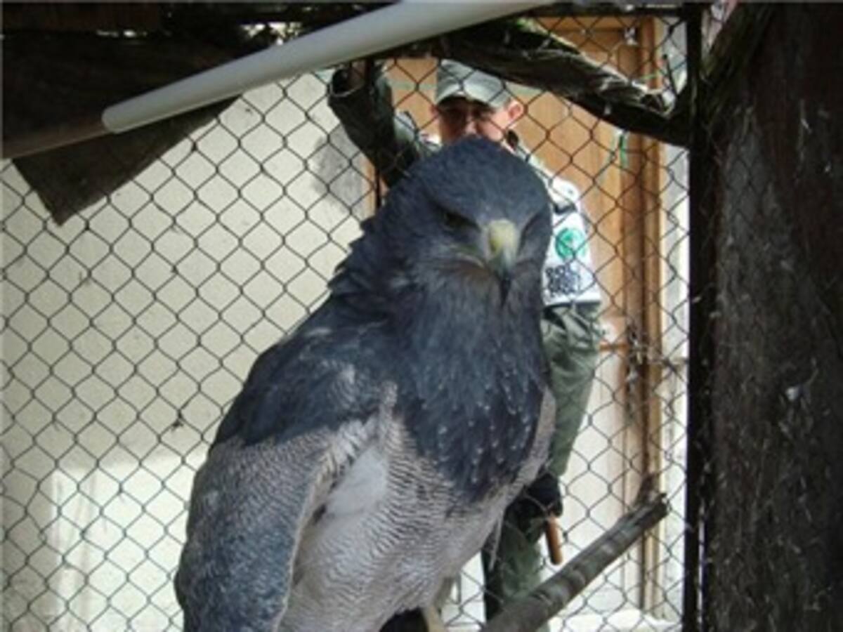 Recuperan un águila que estuvo cautiva durante 25 años