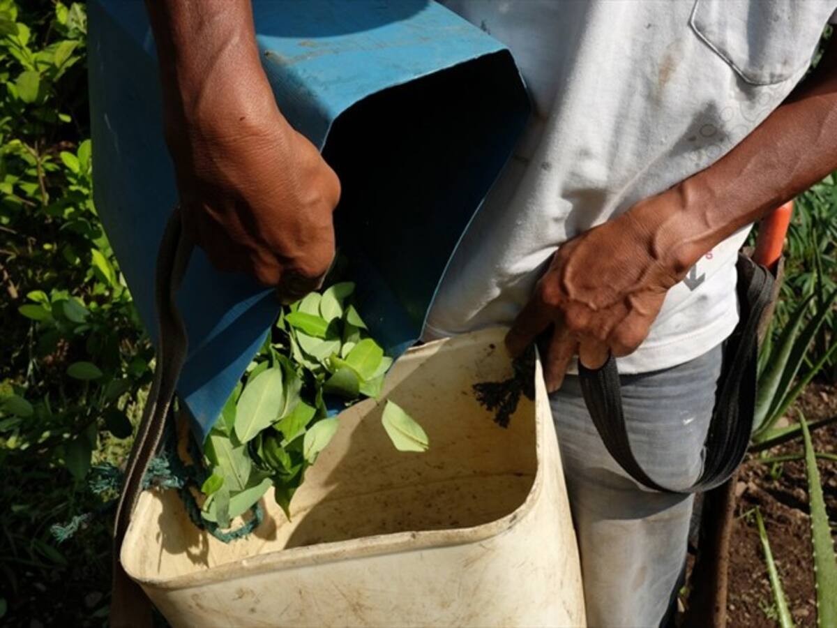 Cultivadores de coca y Gobierno establecieron diálogos en Cauca