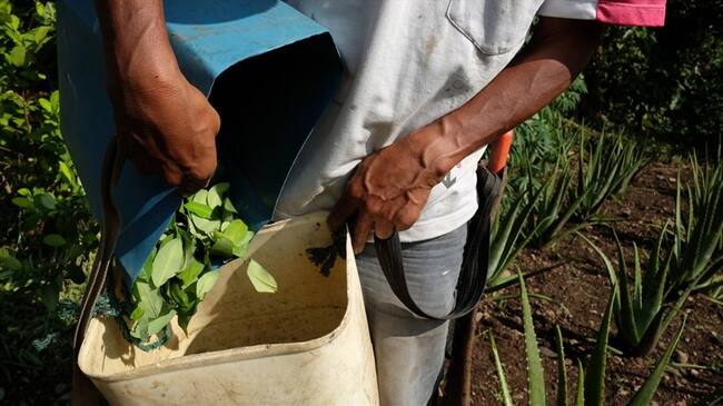Cultivadores de coca y Gobierno establecieron diálogos en Cauca. Foto: Getty Images