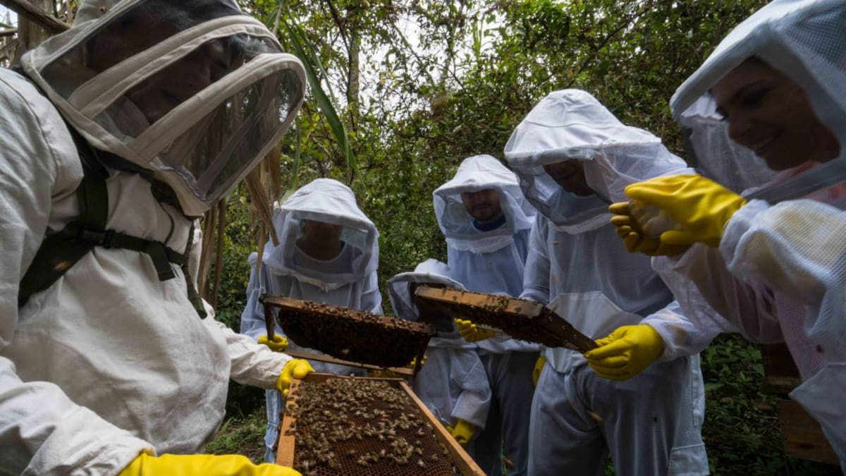 El fascinante mundo de las abejas, en la Ruta de la Miel