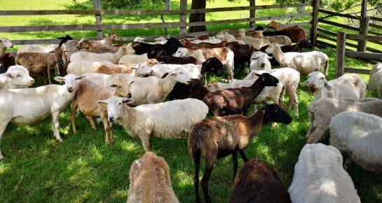 Cría de ovinos y caprinos