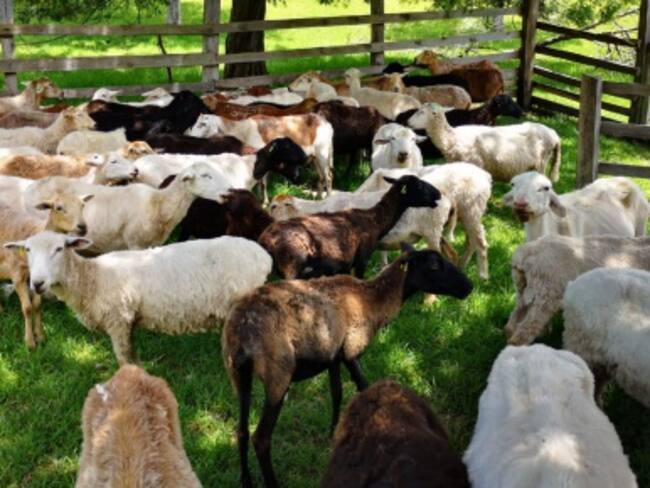 Cría de ovinos y caprinos