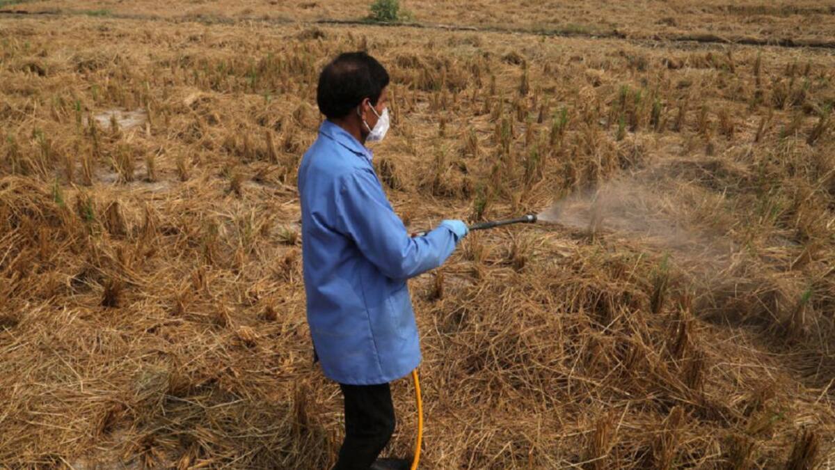 Bacterias para crecimiento vegetal, alternativa al lío de los fertilizantes
