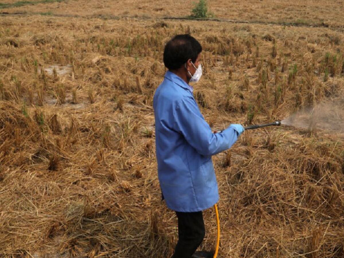 Bacterias para crecimiento vegetal, alternativa al lío de los fertilizantes