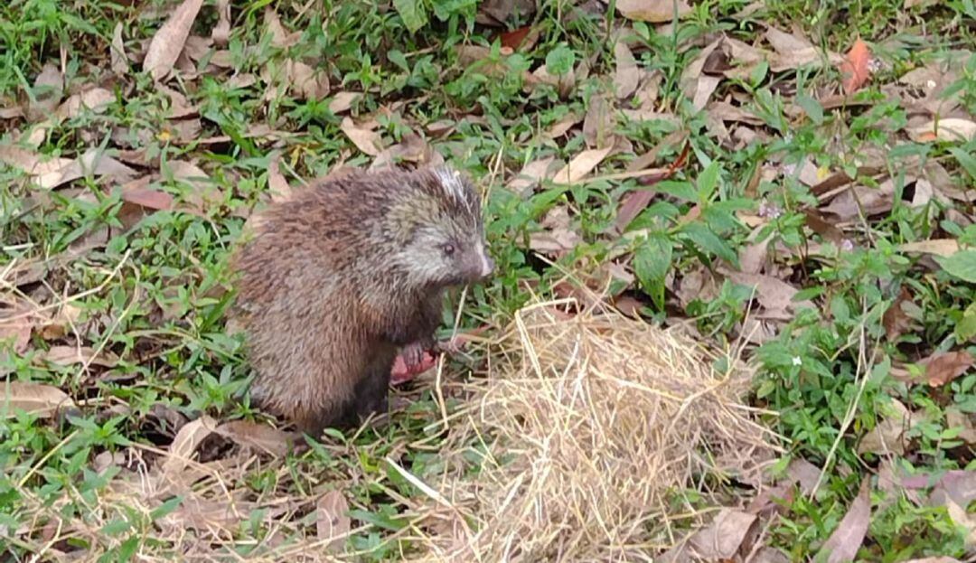 Puercoespín rescatado y liberado en Manizales