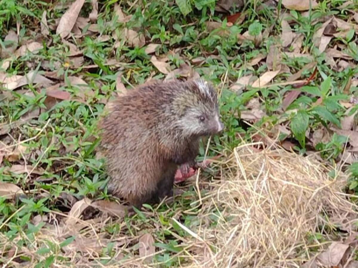 Liberan a un puercoespín encontrado en el techo de un colegio en Manizales
