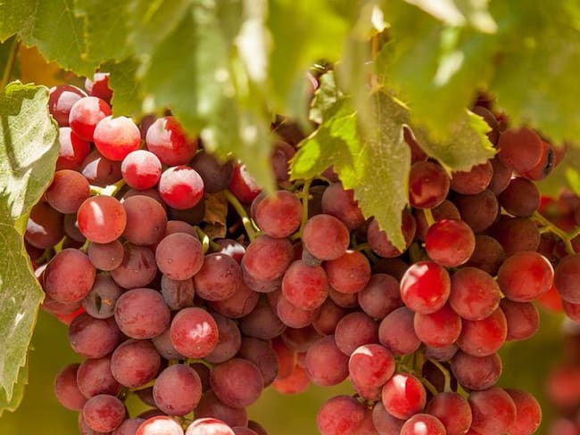 Manuelita se consolida como exportador de uvas en Perú