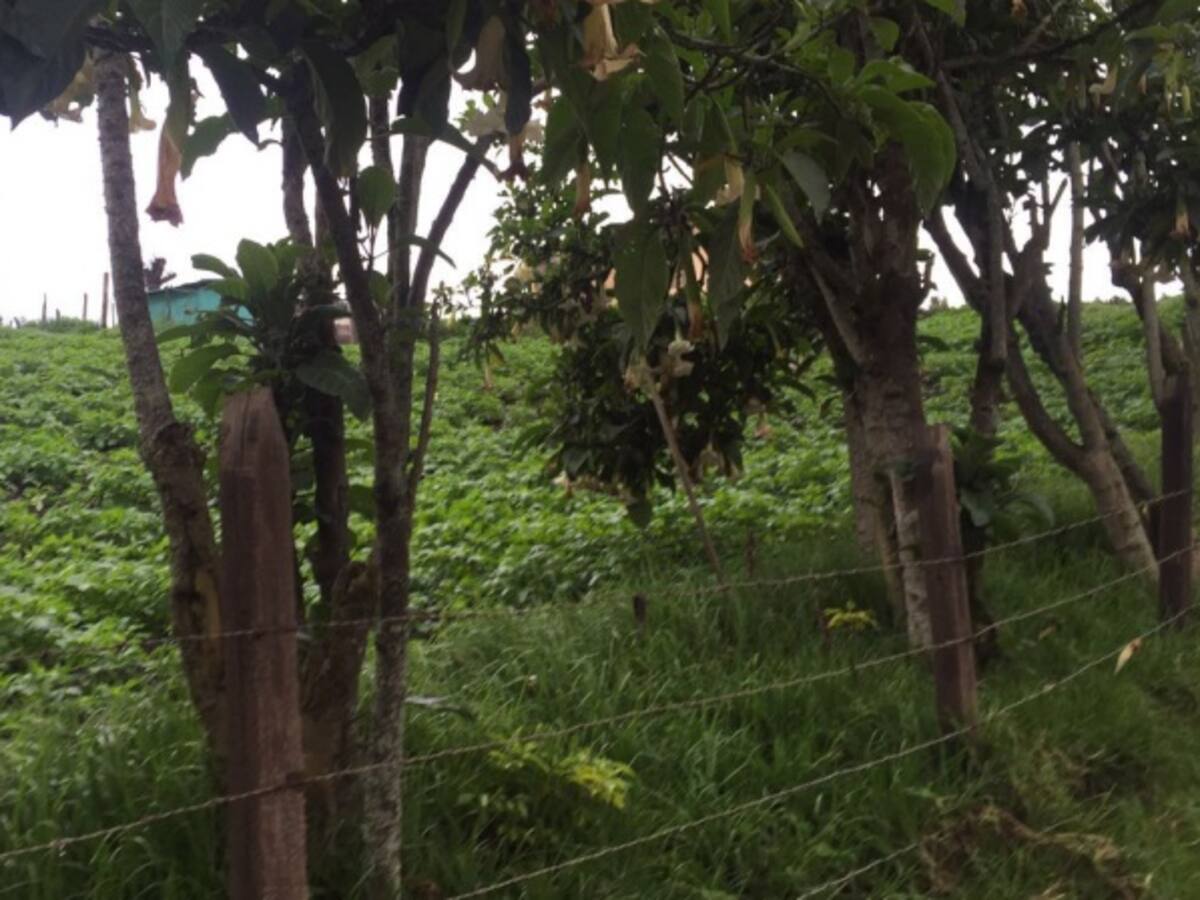 Campesinos en La Calera reconocen que fumigan sin medidas de protección