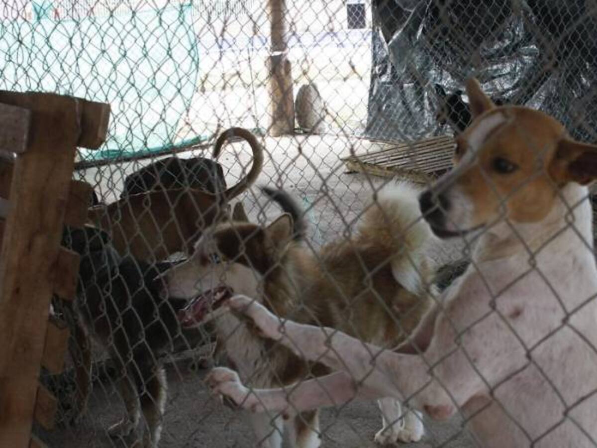 Bogotá tiene nuevo modelo de esterilización de perros y gatos en abandono