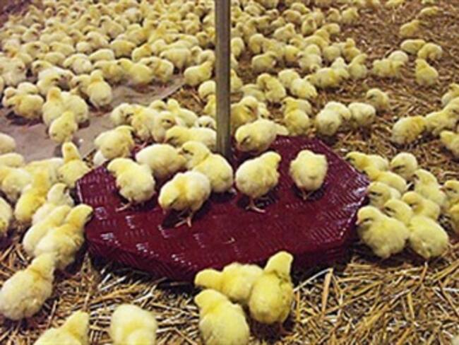 Más de 60.000 pollos son liberados en Risaralda porque están muriendo en bloqueos
