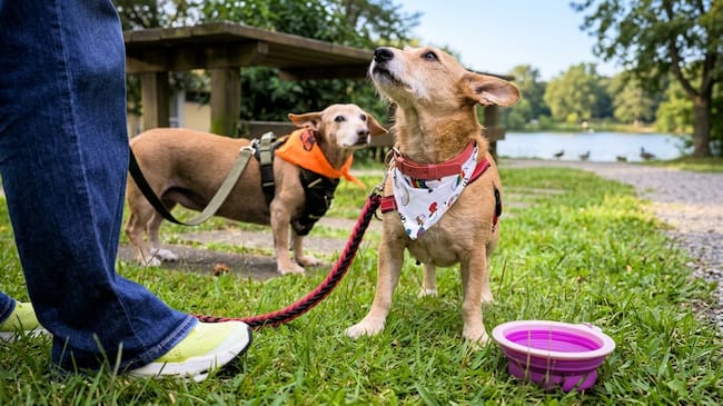 Las altas temperaturas pueden afectar la salud de perros y gatos, especialmente durante los paseos en horas de mayor calor. Foto Relacionada