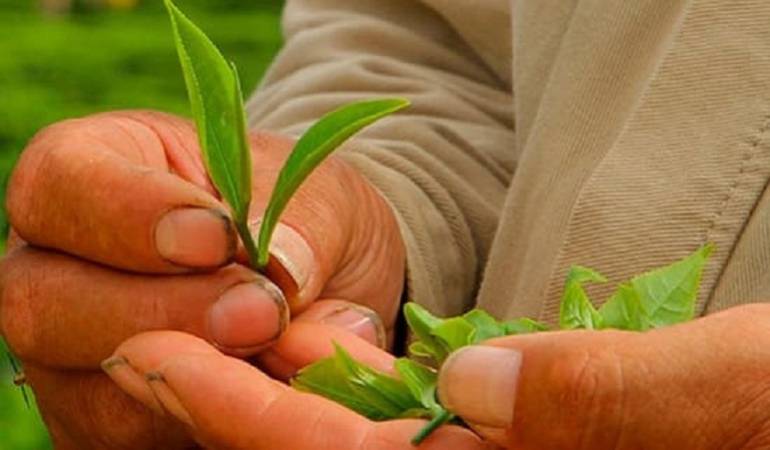 Hojas de té cultivadas en Colombia
