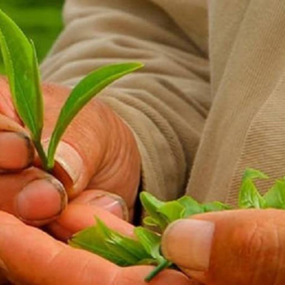 Secretos del té y sus beneficios para la salud