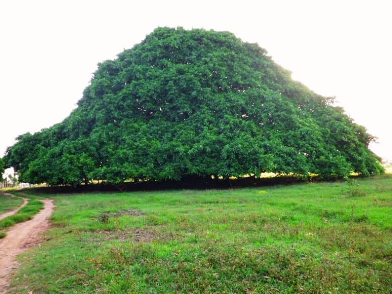 Árbol más grande de Colombia. (Municipio de San Marcos)