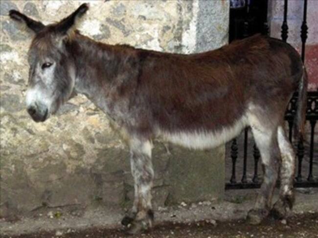 El burro que delató a ladrones en Colombia: Time