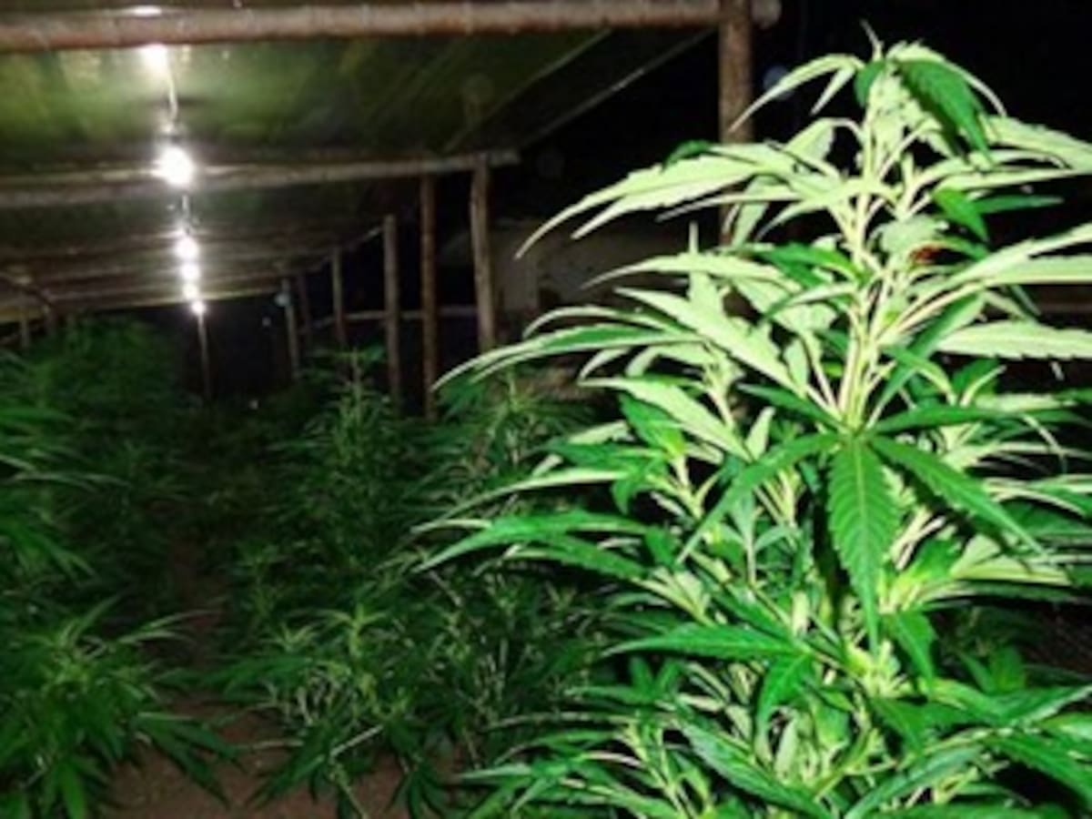 Piden reglamentar el uso de marihuana de forma terapéutica para adictos