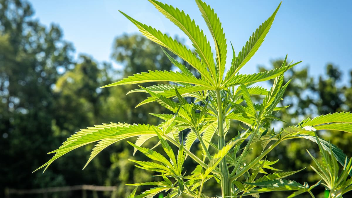 Alemania legalizó el cannabis de uso recreativo